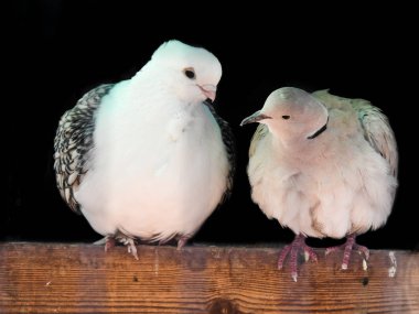Two White Doves Perched Together Looking At Each Other clipart