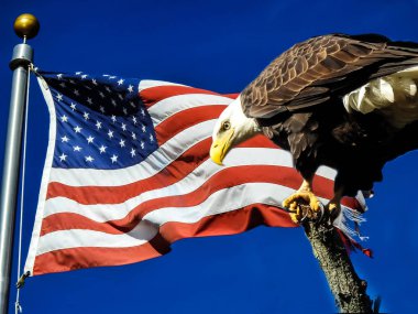 Amerikan bayrağının yanındaki ağaç dalına tünemiş kel kartal.