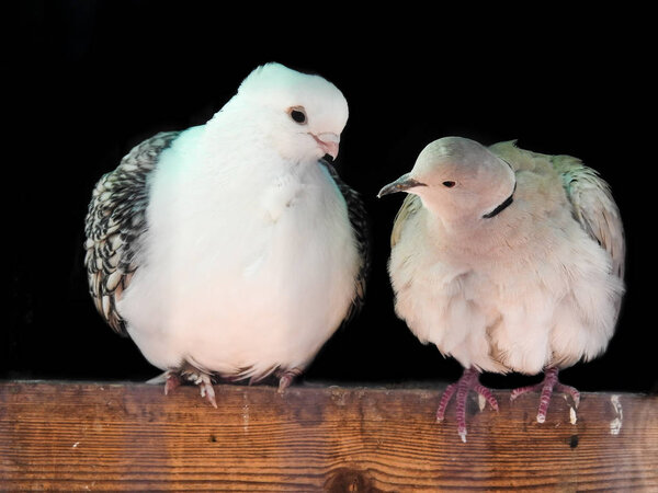 Two White Doves Perched Together Looking At Each Other