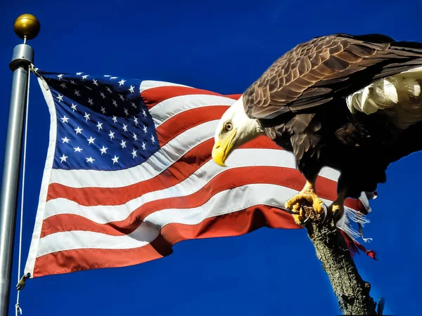 Weißkopfseeadler Thront Auf Einem Ast Neben Der Amerikanischen Flagge — Stockfoto