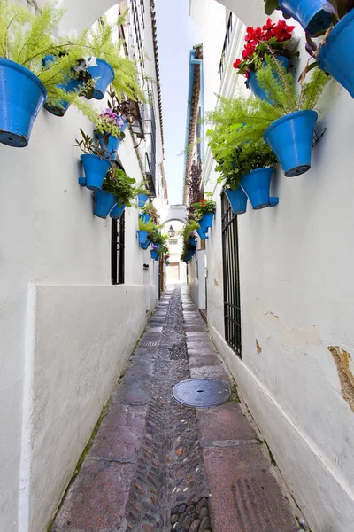 Ünlü çiçek sokak beyaz duvar saksı çiçekleri 