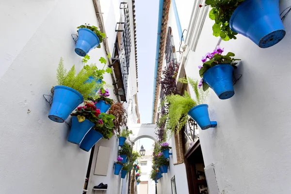 Ünlü çiçek sokak beyaz duvar saksı çiçekleri 