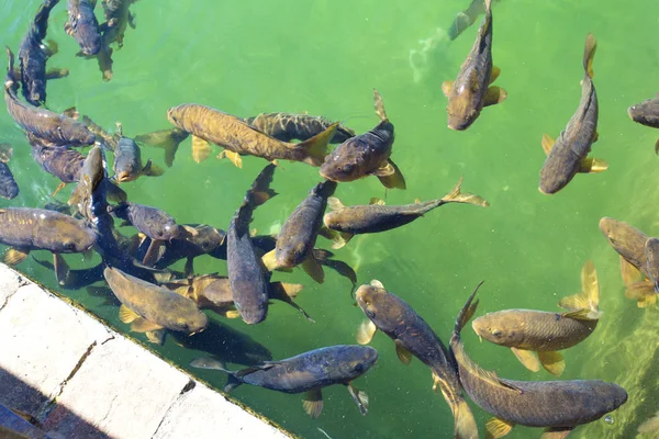 Fish swimming in the fountain of the Alcazar of Cordoba, — Stock Photo, Image