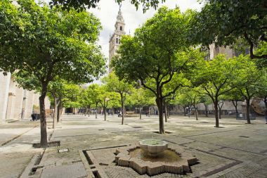 Sevilla Katedrali ve o bahçeden Giralda sayısı