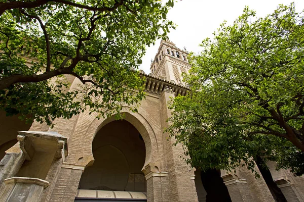 Cathédrale de Séville et la Giralda vue depuis le jardin de l'O — Photo