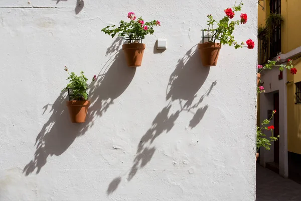 Belas vasos de flores em Sevilha — Fotografia de Stock