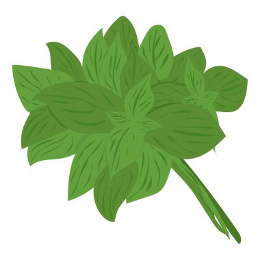 Fesleğen Sebzeler. Doğal besin ve sağlıklı beslenme. Beyaz arkaplanda düz vektör çizimi.