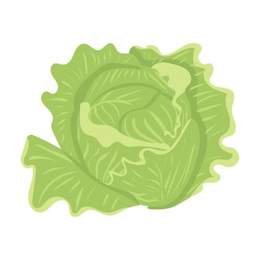Beyaz lahana. Sebzeler. Doğal besin ve sağlıklı beslenme. Beyaz arkaplanda düz vektör çizimi.