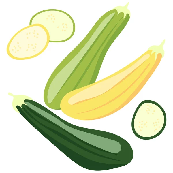 Médula Vegetal Calabaza Calabacín Verduras Alimentación Natural Nutrición Saludable Ilustración — Vector de stock