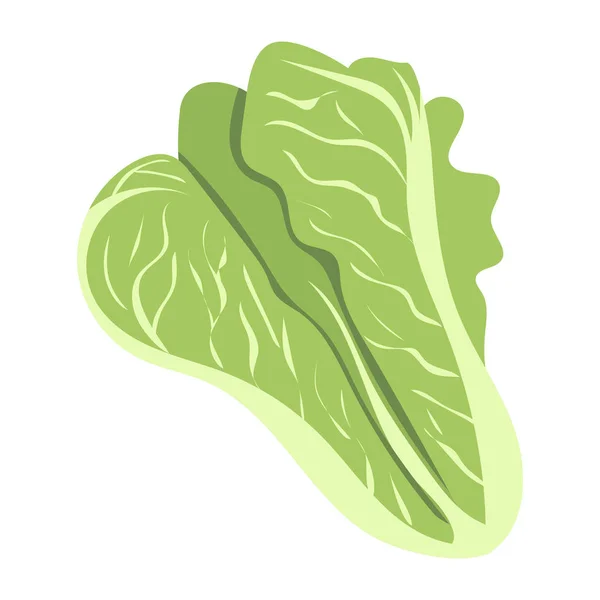 Chińska Kapusta Warzywa Naturalne Jedzenie Zdrowe Odżywianie Płaska Ilustracja Wektora — Wektor stockowy