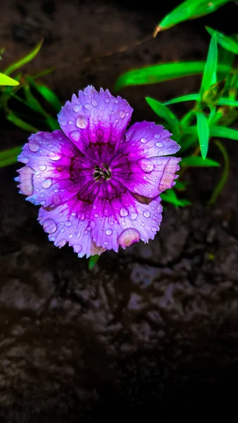 Kwiaty Ogrodzie Deszczu — Zdjęcie stockowe