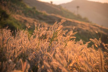 Rüzgâr, dağların tepesindeki çiçeklerin arasından esiyor. Yaz mevsiminde güzel doğal manzara