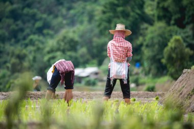 Çiftçi organik çeltik pirinç tarlalarında yetiştiriyor, Chiangmai, Tayland