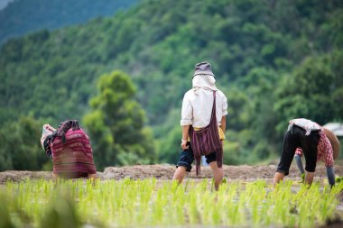 Çiftçi organik çeltik pirinç tarlalarında yetiştiriyor, Chiangmai, Tayland