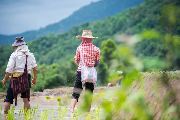 Çiftçi organik çeltik pirinç tarlalarında yetiştiriyor, Chiangmai, Tayland
