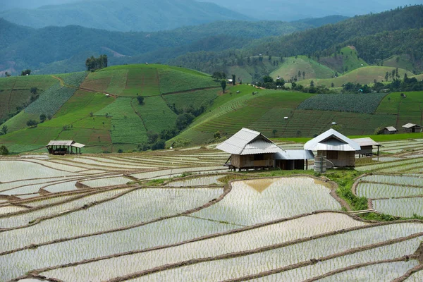 Pirinç alan Pa Bong Piang Köyü içinde Mae Cham, Chiangmai, Tayland.