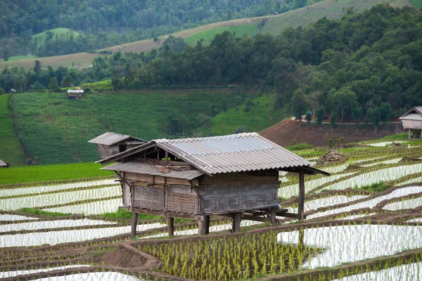 Pirinç alan Pa Bong Piang Köyü içinde Mae Cham, Chiangmai, Tayland.