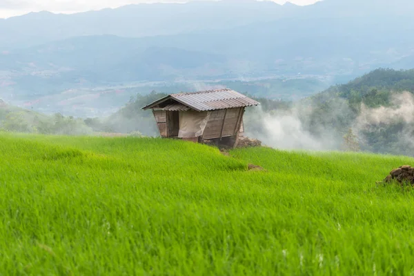 Pirinç alan Pa Bong Piang Köyü içinde Mae Cham, Chiangmai, Tayland.