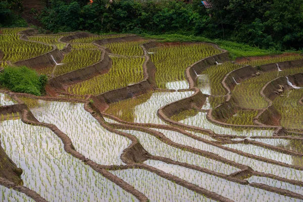 Pirinç alan Pa Bong Piang Köyü içinde Mae Cham, Chiangmai, Tayland.