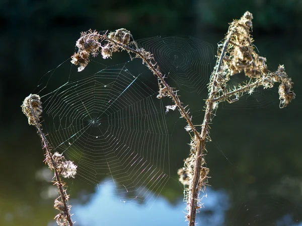 Le ragnatele nella campagna del Sussex — Foto Stock