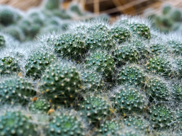 Rebutia Cactus (Rebutia albiflora) — Fotografia de Stock
