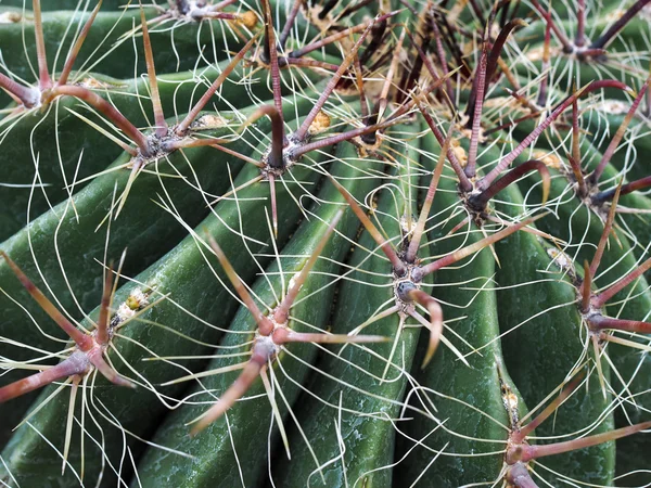 Candy Barrel Cactus (Ferocactus wislizeni) — Stock Photo, Image