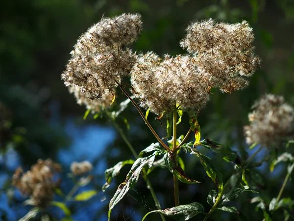 Eski Mans sakal veya gezginler sevinç (Clematis vitalba) — Stok fotoğraf