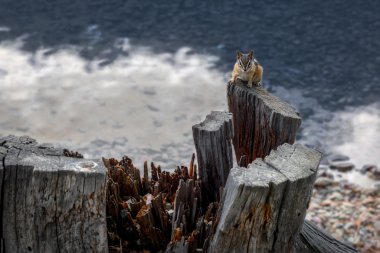 Montana'da Holland gölde sincap