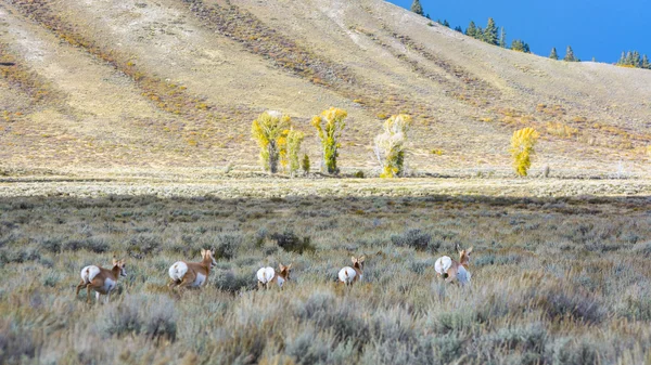 Pronghorn (Antilocapra americana) on the Run — Stock Photo, Image