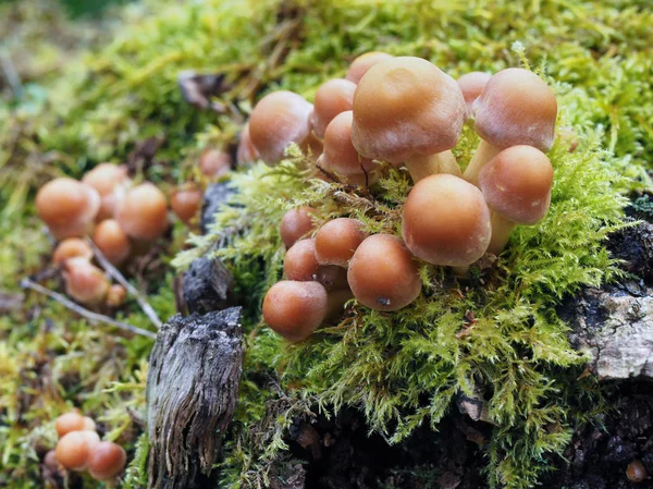 Hongos de azufre Tuft (Hypholoma Fasciculare ) —  Fotos de Stock