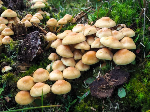 Fungo do tufo do enxofre (Hypholoma Fasciculare ) — Fotografia de Stock