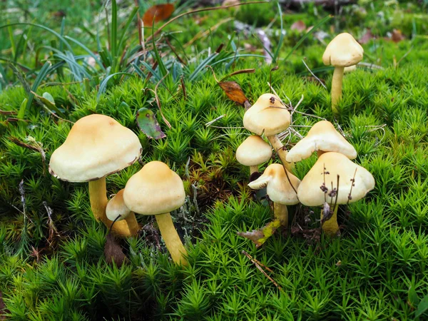 Síry chomáč houba (Hypholoma Fasciculare) — Stock fotografie