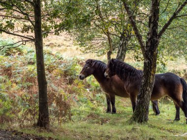 Exmoor midilli Ashdown ormanında sonbahar
