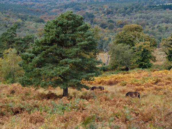 Exmoor Ponies Grazing en el bosque Ashdown en otoño —  Fotos de Stock