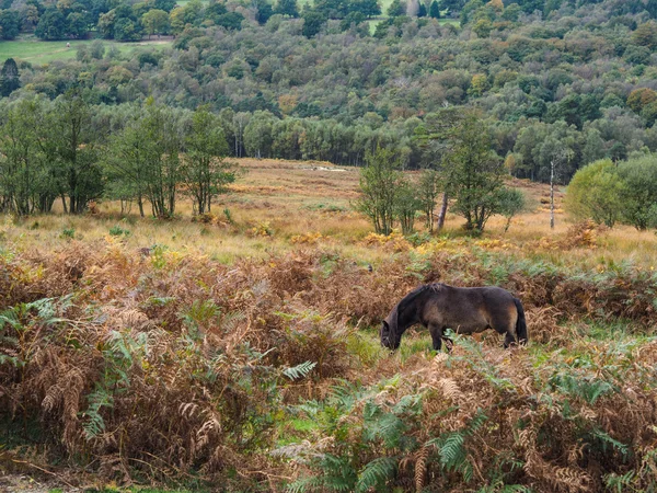 Exmoor pony's grazen in de Ashdown Forest in de herfst — Stockfoto