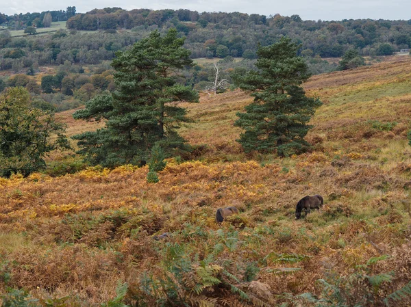 Exmoor Ponies Grazing en el bosque Ashdown en otoño —  Fotos de Stock