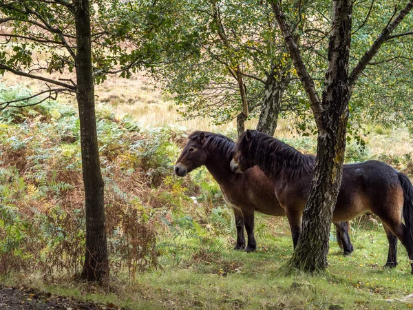 Ponis Exmoor en el bosque Ashdown en otoño —  Fotos de Stock