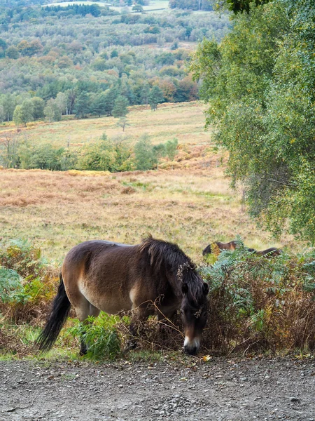 Exmoor Pony grazen in de Ashdown Forest in de herfst — Stockfoto