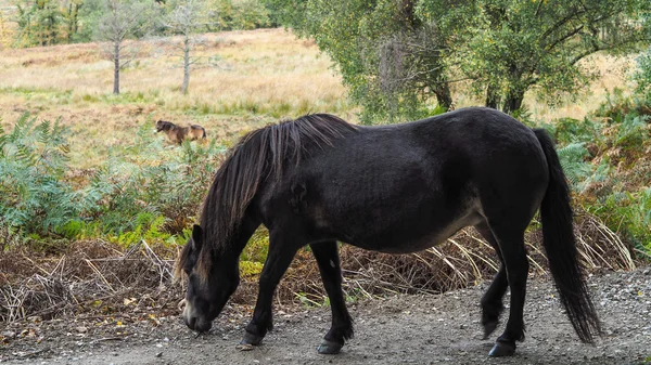 Exmoor Pony en el bosque Ashdown en otoño —  Fotos de Stock