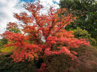 Japonca akçaağaç (Acer palmatum) sonbahar renkleri