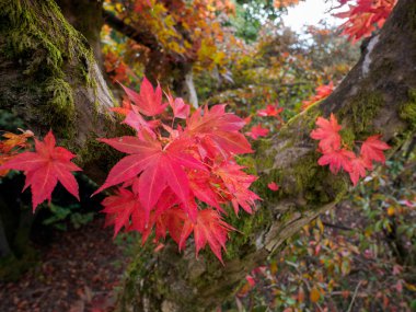 Japonca akçaağaç (Acer palmatum) sonbahar renkleri