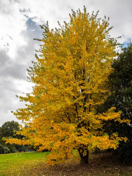 Acer Soccharinum Arbre en automne — Photo