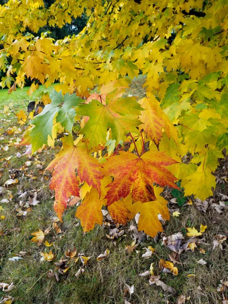 Acer Soccharinum Arbre en automne — Photo