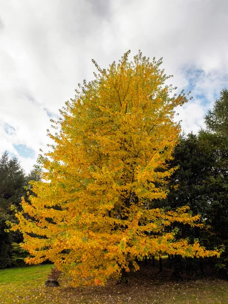 Acer Soccharinum Arbre en automne — Photo