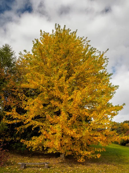 Acer Soccharinum Tree in autunno — Foto Stock