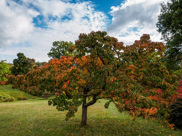 Albero di prunus Pandora in autunno — Foto Stock