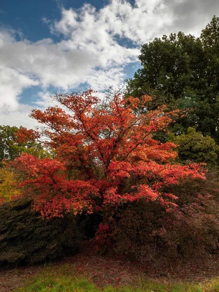 Érable japonais (Acer palmatum) en couleurs d'automne — Photo