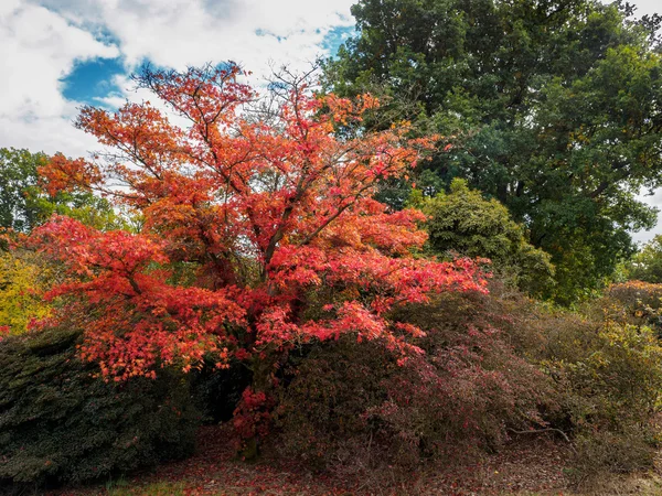 Érable japonais (Acer palmatum) en couleurs d'automne — Photo