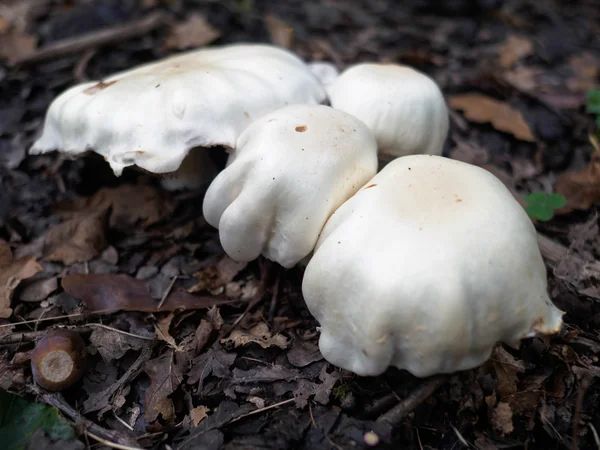섹스에서 성장 하는 버섯 — 스톡 사진