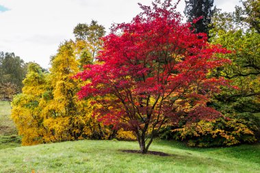 Japonca akçaağaç (Acer palmatum) sonbahar renkleri